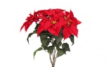  Wr Display Poinsettia