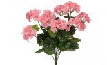  Geranium Bush X12 Pink