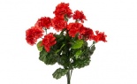  Geranium Bush X12 Red